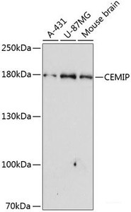 Western blot analysis of extracts of various cell lines using CEMIP Polyclonal Antibody at dilution of 1:3000.