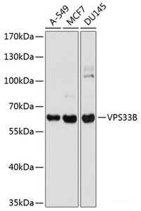 Western blot analysis of extracts of various cell lines using VPS33B Polyclonal Antibody at dilution of 1:1000.
