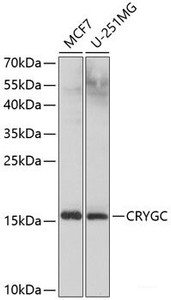 Western blot analysis of extracts of various cell lines using CRYGC Polyclonal Antibody at dilution of 1:1000.
