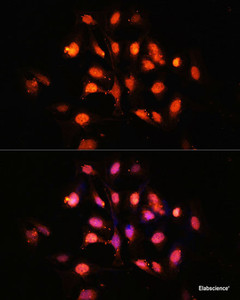 Immunofluorescence analysis of U-2 OS cells using PHLPP1 Polyclonal Antibody at dilution of 1:100 (40x lens) . Blue: DAPI for nuclear staining.