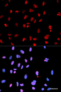 Immunofluorescence analysis of U2OS cells using Phospho-MET (Y1234) Polyclonal Antibody