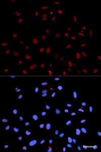 Immunofluorescence analysis of U2OS cells using Phospho-MET (Y1235) Polyclonal Antibody