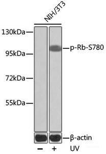 Western blot analysis of extracts of NIH/3T3 cells using Phospho-RB1 (S780) Polyclonal Antibody.