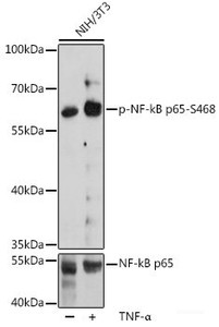 Western blot analysis of extracts of NIH/3T3 cells using Phospho-RELA (S468) Polyclonal Antibody at dilution of 1:2000.