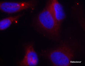 Immunofluorescence analysis of methanol-fixed HeLa cells using Phospho-ZAP70 (Y319) Polyclonal Antibody