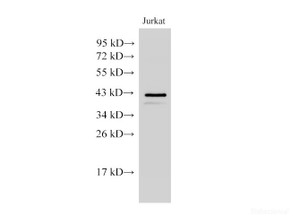 Western Blot analysis of Jurkat cells using CHI3L1 Polyclonal Antibody at dilution of 1:5000