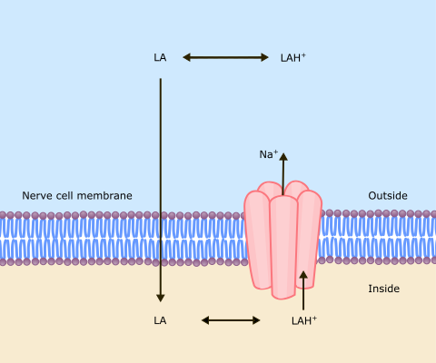 lipid-solubility.png