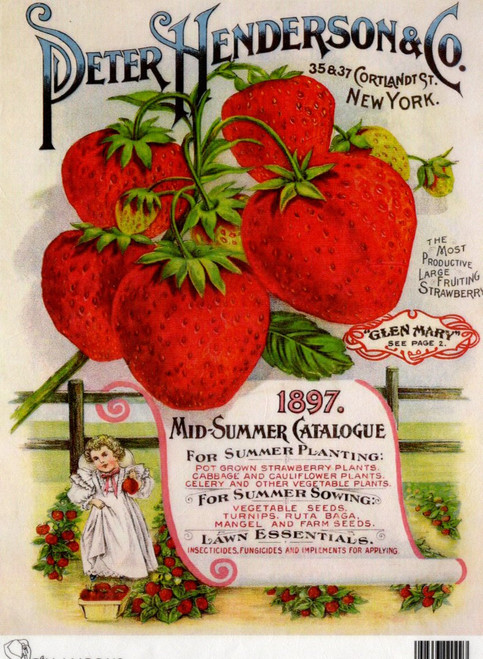 Calambour Peter Henderson Strawberries Mid Summer Catalog 1897 A4 Rice Paper