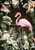 Decoupage Queen Rice Paper - Tropical Flamingo