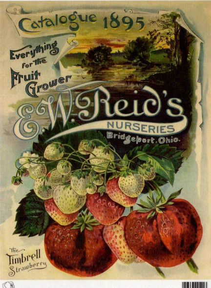 Calambour EW Reid's Nurseriew the Timbrell Strawberry 1895 A4 Rice Paper