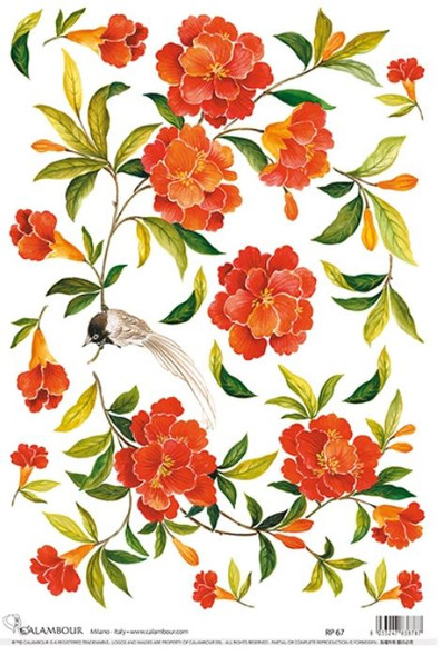 Calambour Orange Blossoms A3 Rice Paper