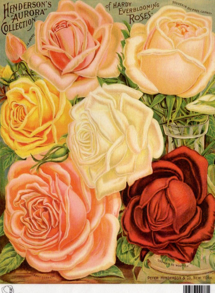 Calambour Henderson's Aurora Collection of Hardy Roses A4 Rice Paper