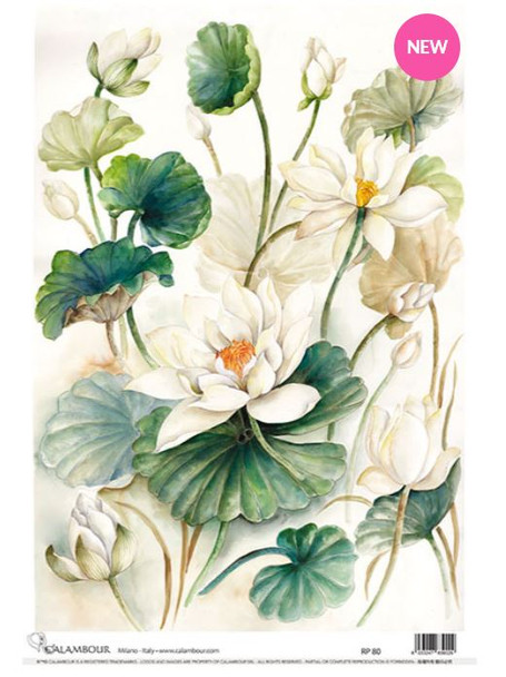 Calambour White Lotus A3