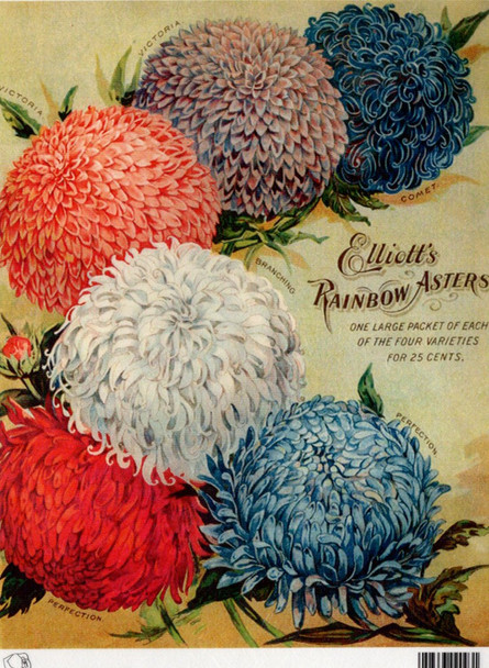 Calambour Elliott's Rainbow Asters A4 Rice Paper