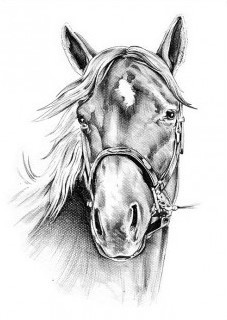 Paper Designs Black and White Horse