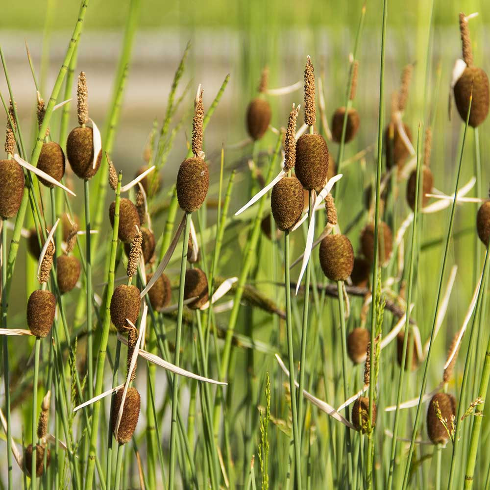 Dwarf Cattail Bog Plant
