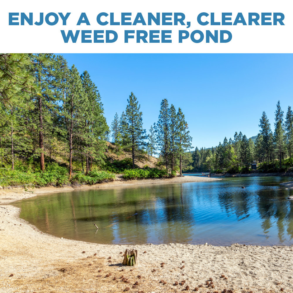Clear, weed-free pond surrounded by trees, illustrating results achieved after removing aquatic weeds and floating debris.