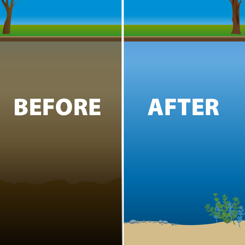 A before-and-after illustration of a muck-filled murky pond turning clear and sandy.