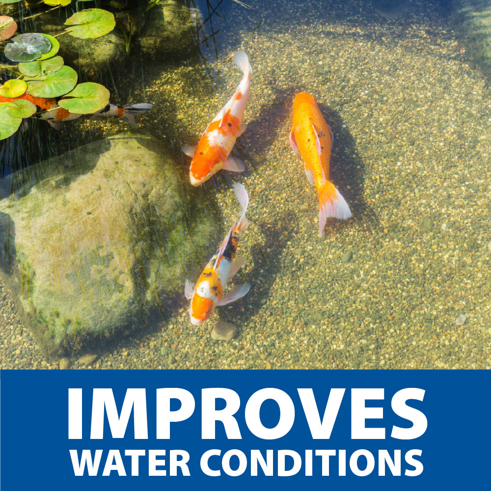 Koi swimming in crystal-clear water, with text: “improves water conditions”.
