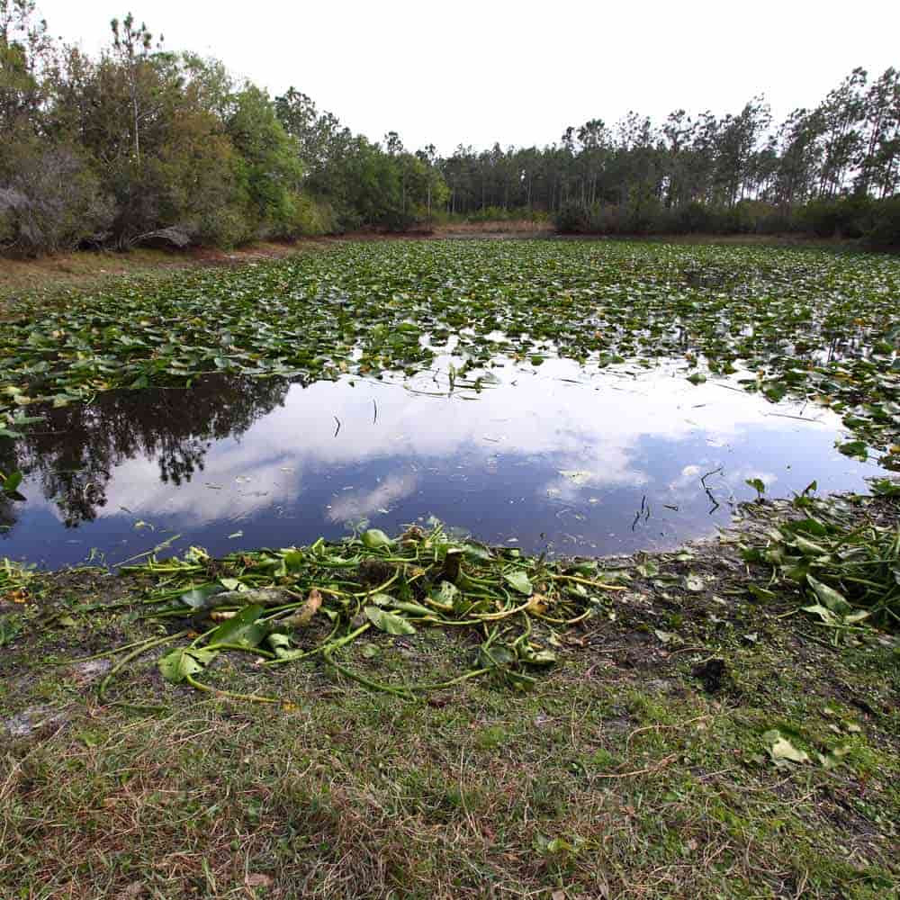 Lily Pad Pond After Weed Cutting