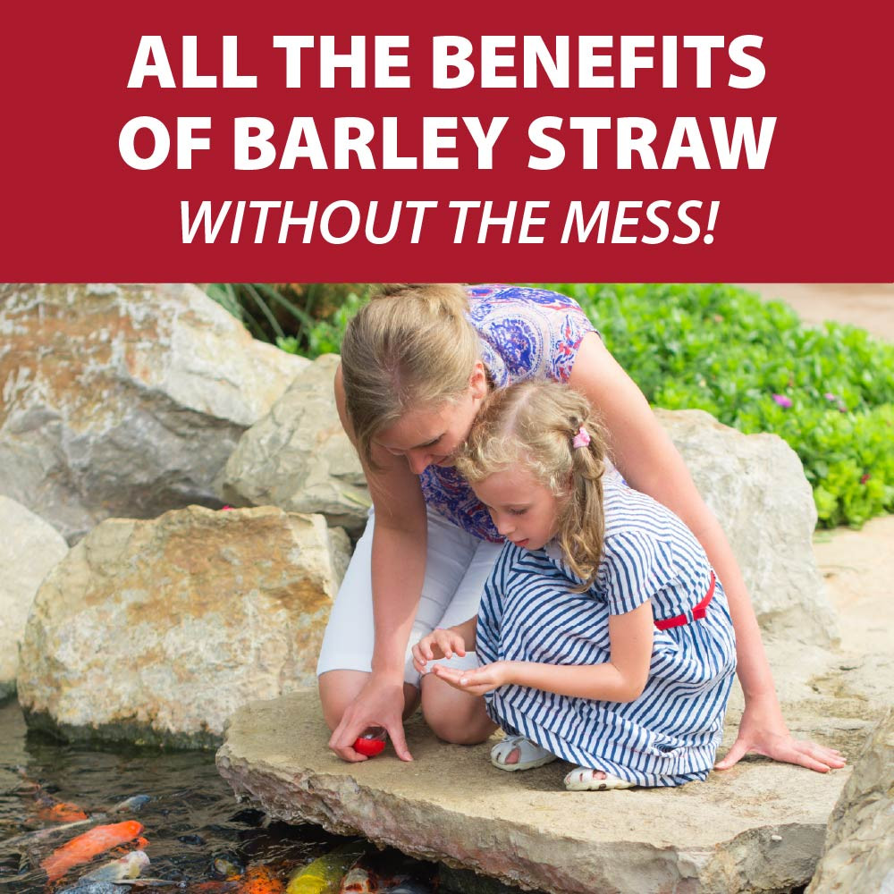 A parent and child crouched pondside, feeding koi, with text: 