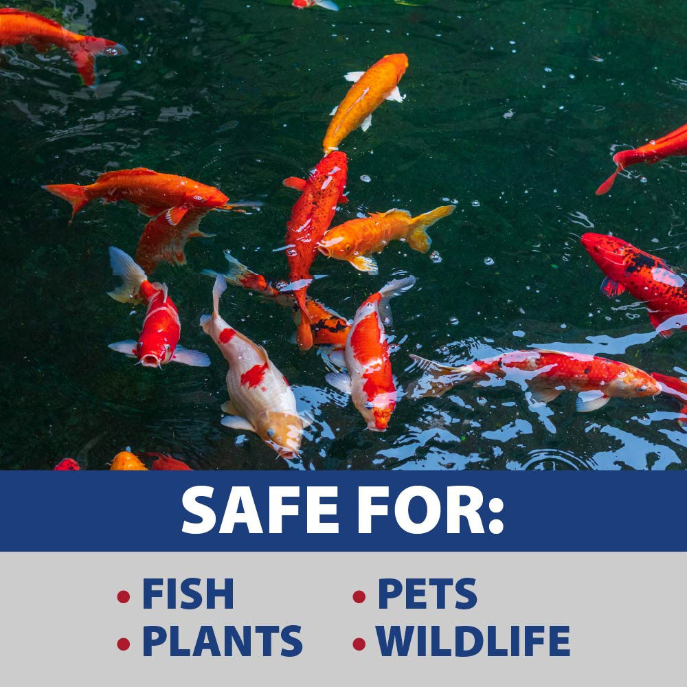 Healthy, vibrant koi swimming in a pristine pond, with text: 