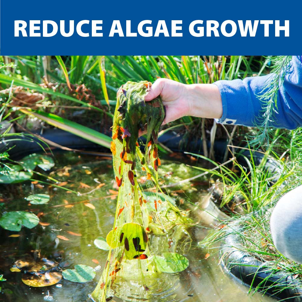 A person pulling a handful of algae from a water garden, with text: “Reduce algae growth”.