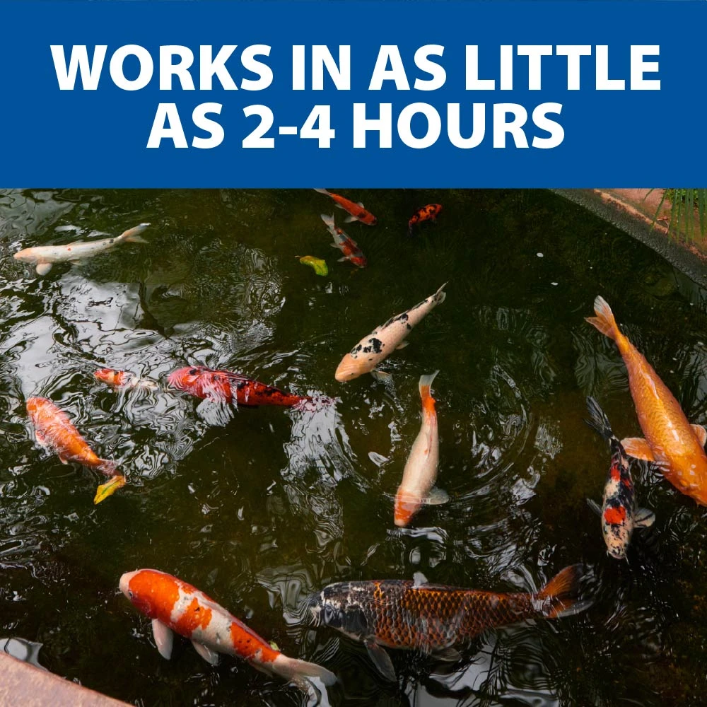 Koi pond with colorful fish swimming in clearing water under text stating works in as little as 2-4 hours, highlighting fast acting pond clarifier