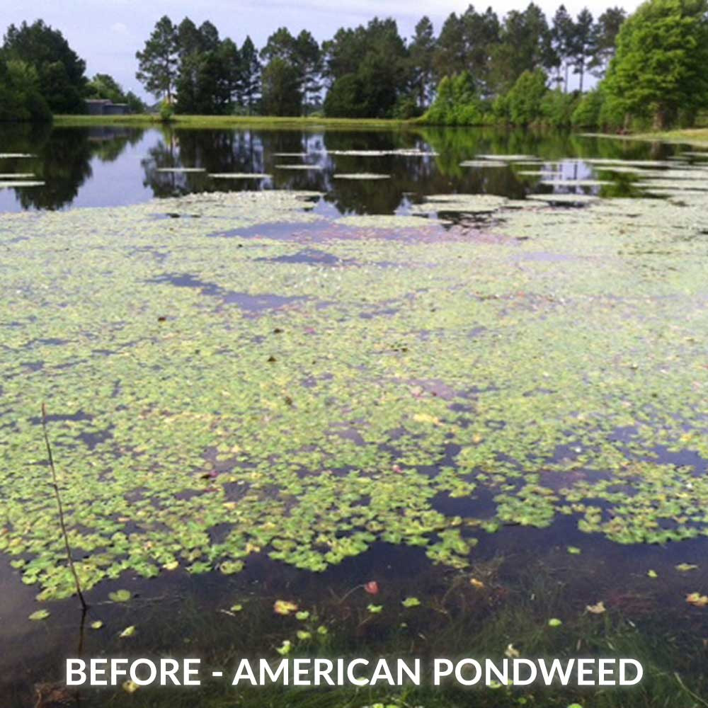 Pond With American Pondweed Before Treatment