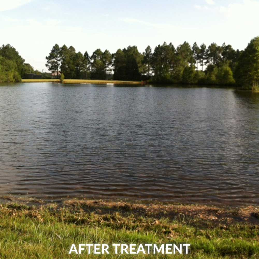 Pond With American Pondweed After Treatment