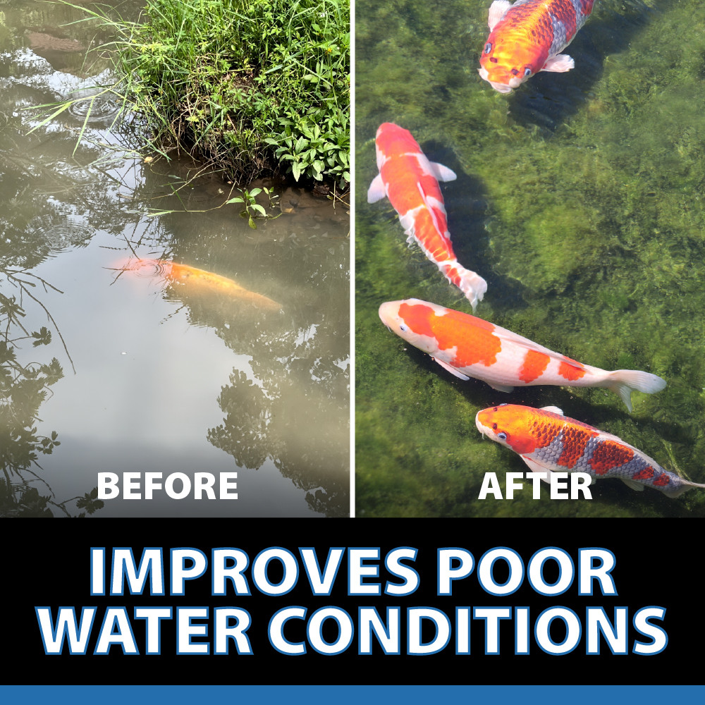 Before image with cloudy water and after image with koi in clear water, and the bottom text “Improves Poor Water Conditions”.