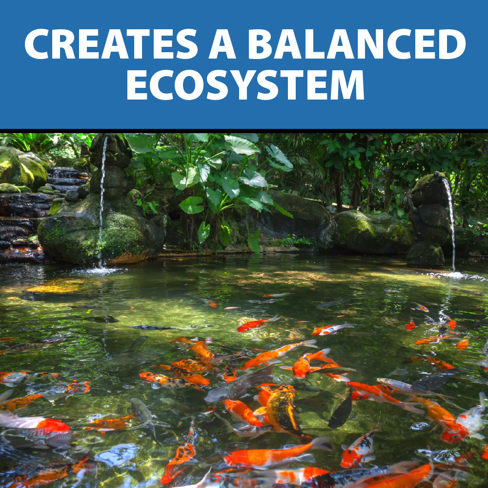 A large, pristine koi pond with the top text “Creates a Balanced Ecosystem”.