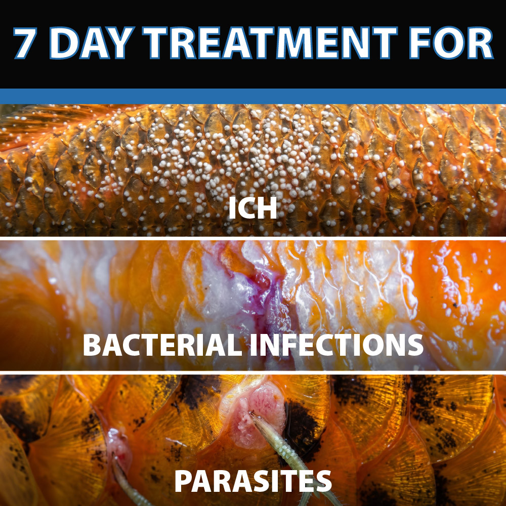 Close-up images show ich, bacterial infections and parasites treated with a 7 day koi fish treatment for ornamental pond fish health.
