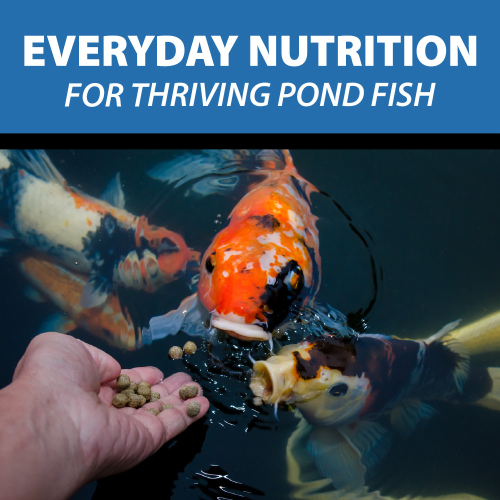 A person hand-feeding koi, with text “everyday nutrition for thriving pond fish”