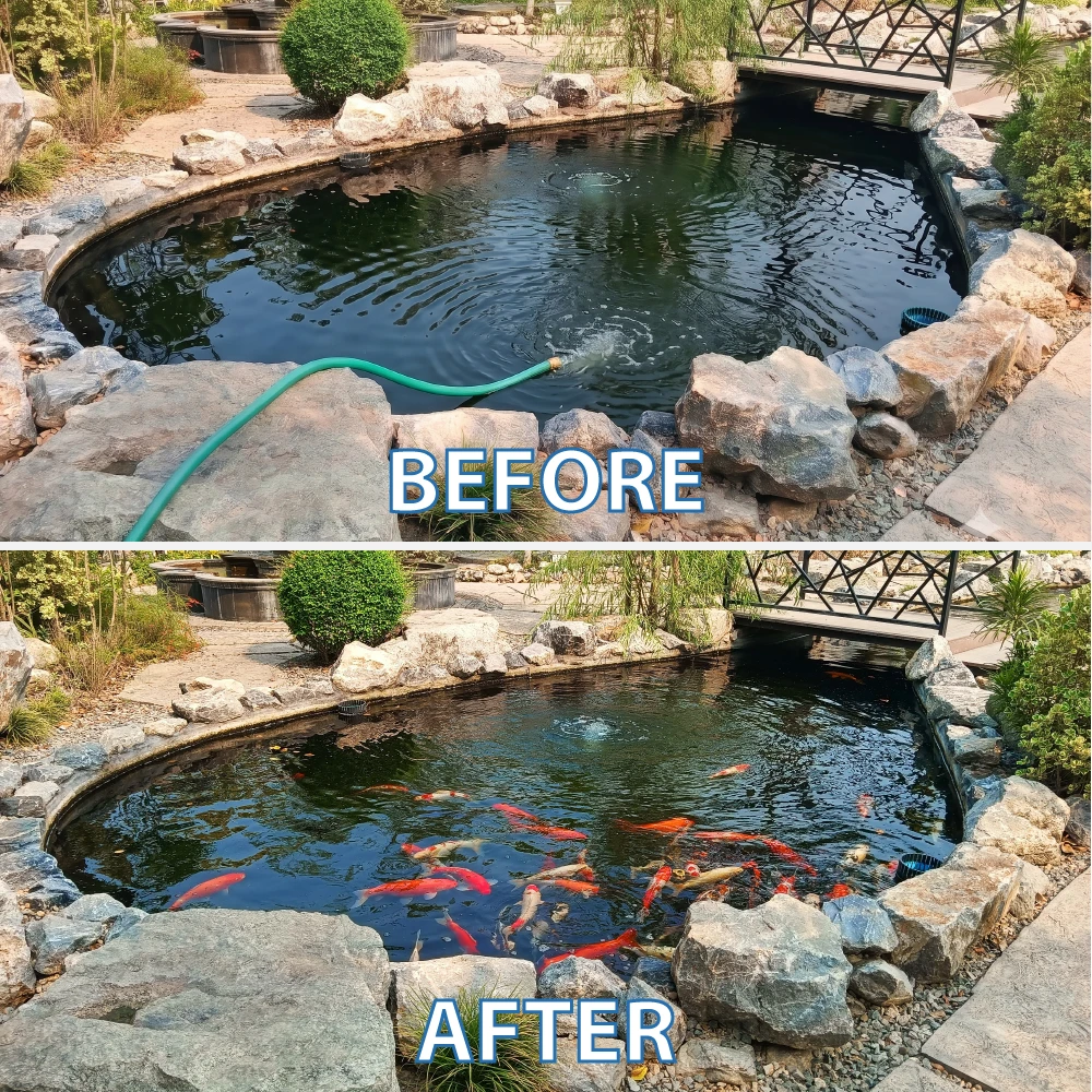Before-and-after views of a backyard koi pond, showing water filling through a hose and the finished pond populated with colorful fish.