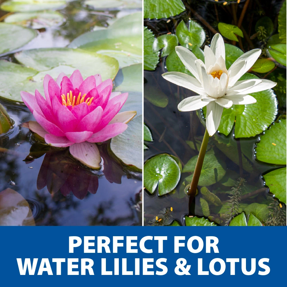 Pink water lily and white lotus flowers blooming on pond surfaces, highlighting ideal plants for aquatic planting kits.
