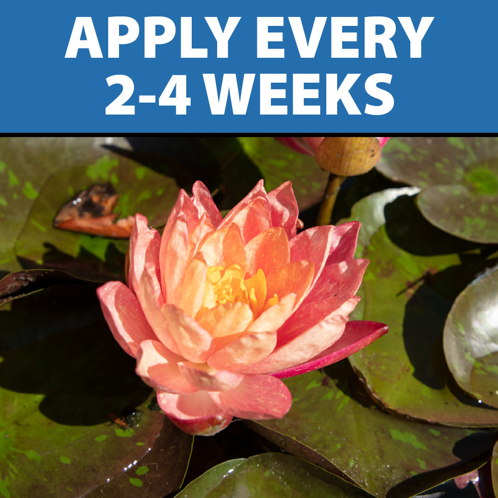 A pink water lily in bloom atop lily pads, with text “Apply every 2-4 weeks”.