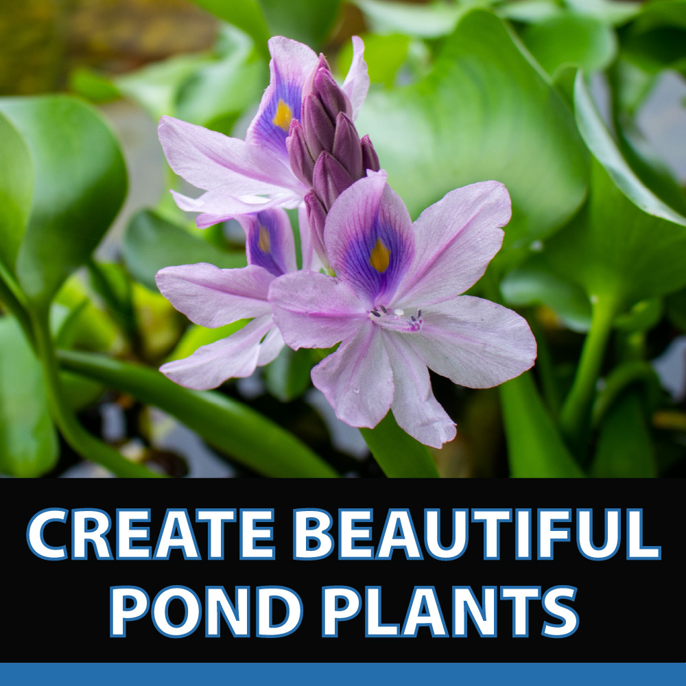 Blue flag iris flowers in focus with foliage in the background, with text: “Create beautiful pond plants”.