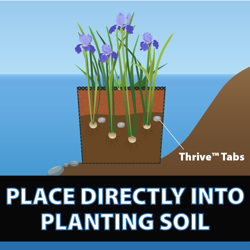 An illustration showing a planter with three Thrive tabs deposited below a blooming blue flag iris, with text: “Place directly into planting soil”.