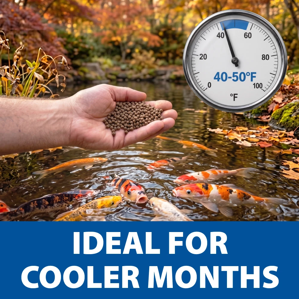 Koi gather near floating pellets in a fall pond beside a 40–50°F gauge, showing ideal conditions for feeding during cooler seasonal months.