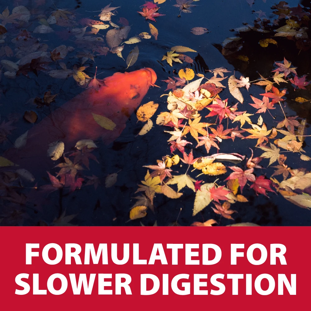 Koi swims beneath colorful autumn leaves with text noting Spring & Fall fish food is formulated for slower digestion in cooler water.