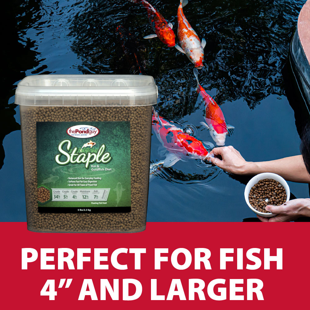 Koi fish being hand-fed in pond with text noting food is ideal for fish 4 inches and larger, supporting proper portioning and growth