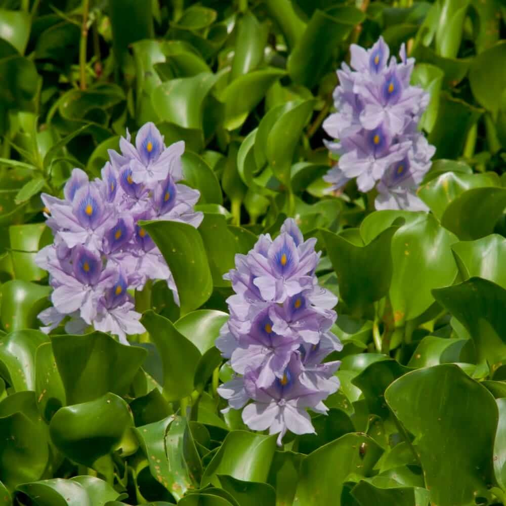 The Pond Guy Artificial Water Hyacinth - Thumbnail 3