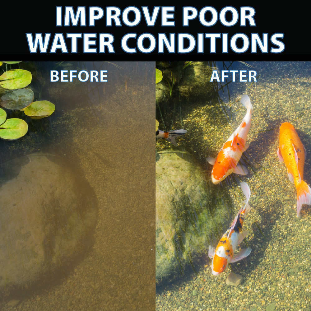 Top text: “Improves Poor Water Conditions”. A split image: the left is a murky pond labeled “Before”, and the right is the same pond but clear with three fish swimming labeled “After”.