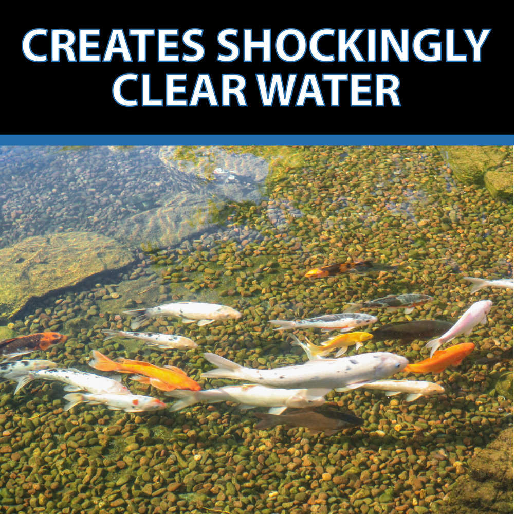 Top text: “Creates Shockingly Clear Water” Image of a school of koi swimming in extremely clear pond water.