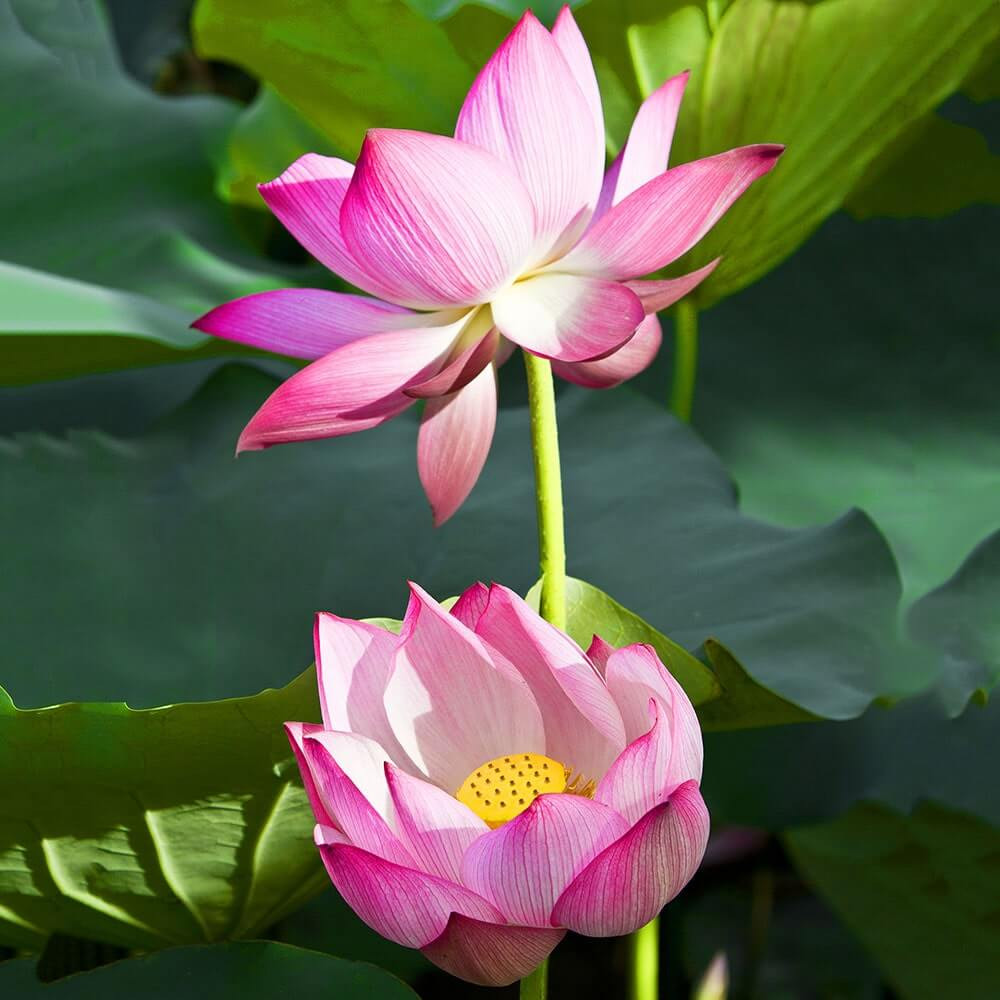 Rosy Cloud Hardy Water Lotus