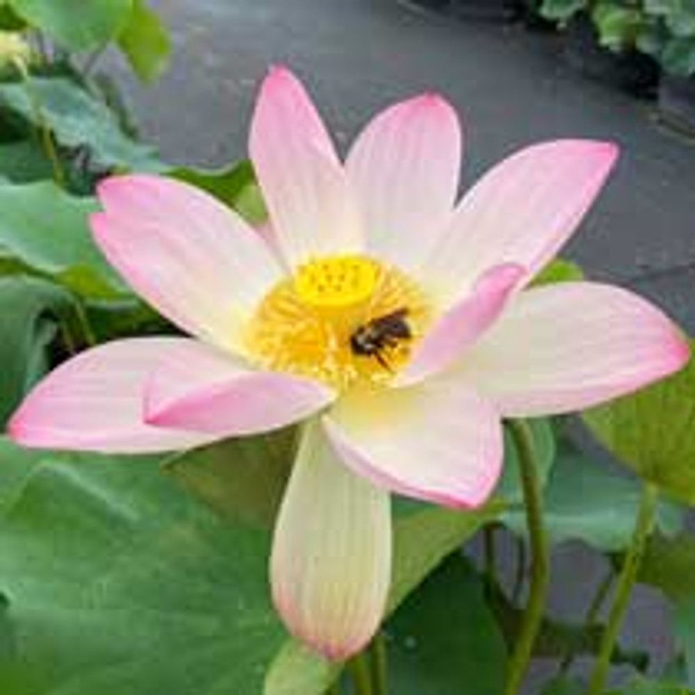 Ruby Gardner - Hardy Water Lotus Pink to Yellow