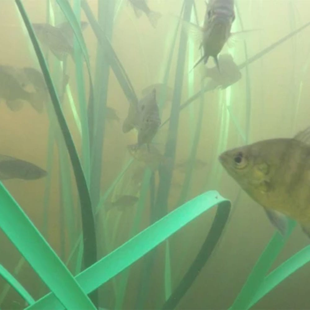 Pond King Honey Hole Reeds Underwater View