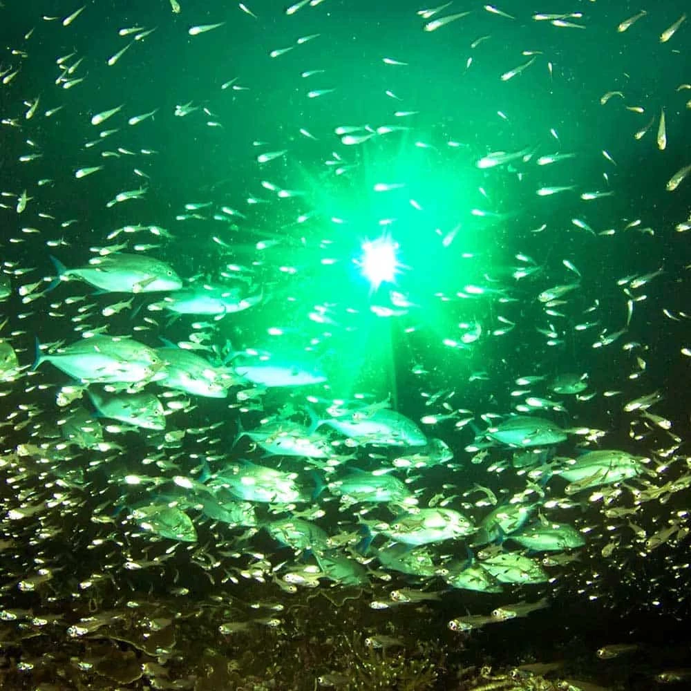 Light Attracting Fish