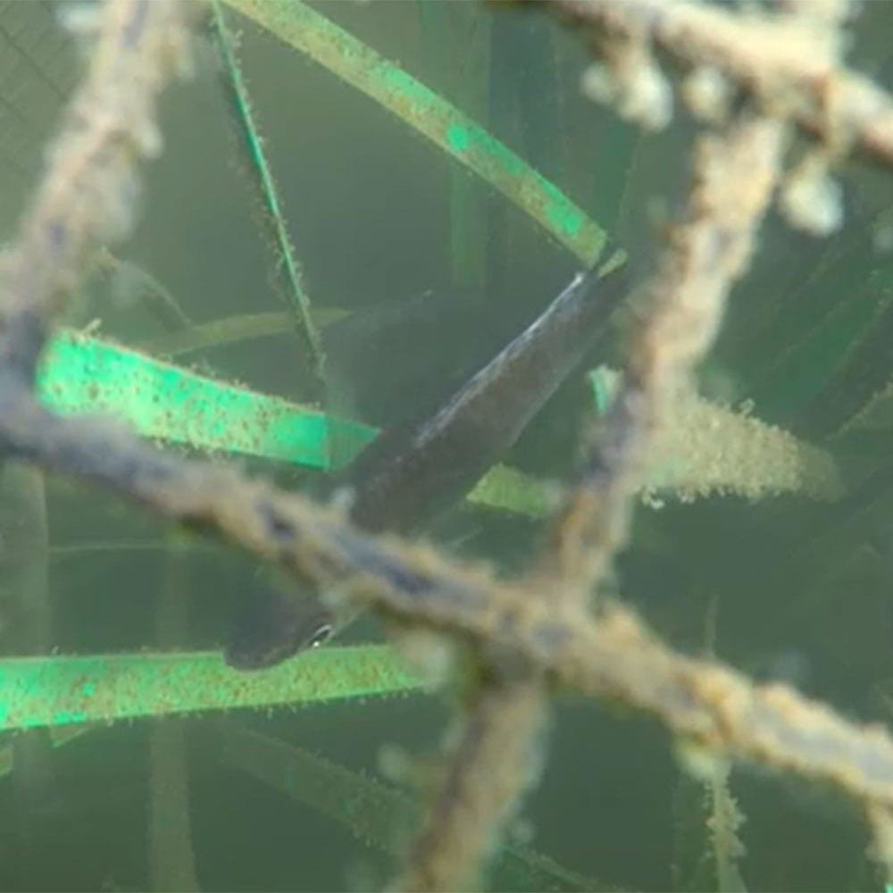 Pond King Honey Hole Nursery In Use